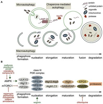 Cardiac Arrhythmias and Antiarrhythmic Drugs: An Autophagic Perspective